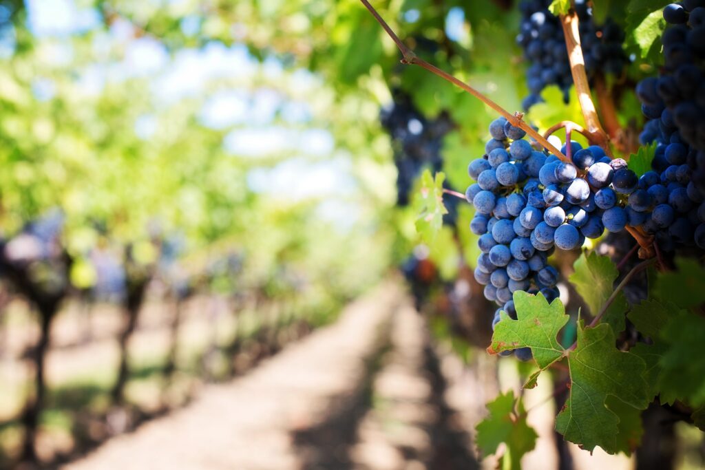 Why your winery needs a website?